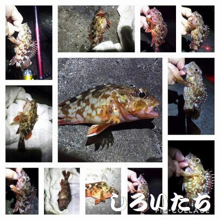 姫路にチヌ狙い。